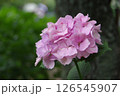 紫陽花・あじさい・アジサイ 126545907