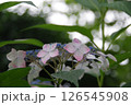 紫陽花・あじさい・アジサイ 126545908