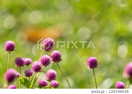 Flower (Globe Amaranth) purple color in garden 126546036