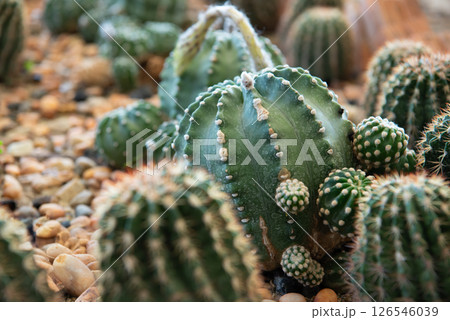Cactus and Cactus flowers popular for decorative 126546039