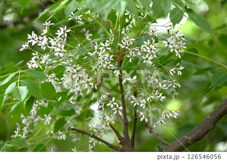 センダンの花・栴檀 126546056