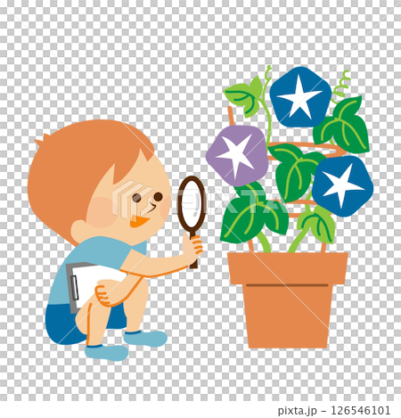 小学生 夏休み 朝顔の観察記録 小学生 夏休み 朝顔の観察記録 126546101