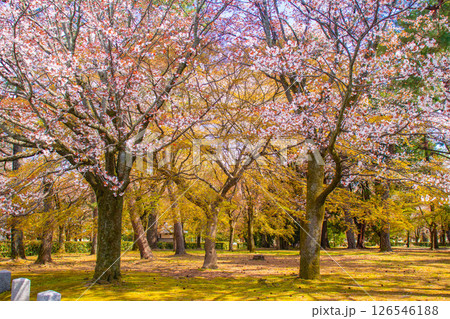 【京都風景】京都御苑　心が和む気品のある桜 126546188