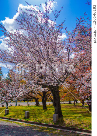 【京都風景】京都御苑　心が和む気品のある桜 126546192