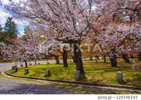 【京都風景】京都御苑 心が和む気品のある桜 【京都風景】京都御苑 心が和む気品のある桜 126546193