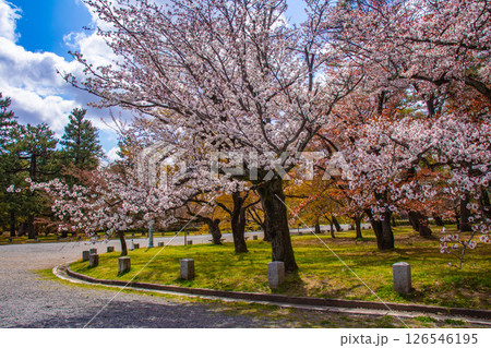 【京都風景】京都御苑 心が和む気品のある桜 【京都風景】京都御苑 心が和む気品のある桜 126546195