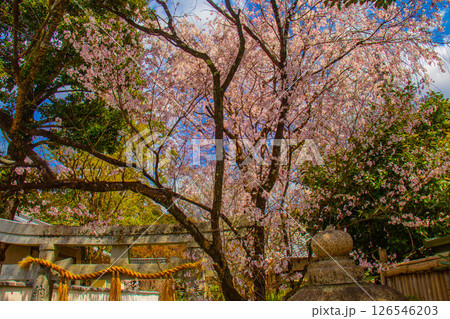 【京都風景】京都御苑　心が和む気品のある桜 126546203
