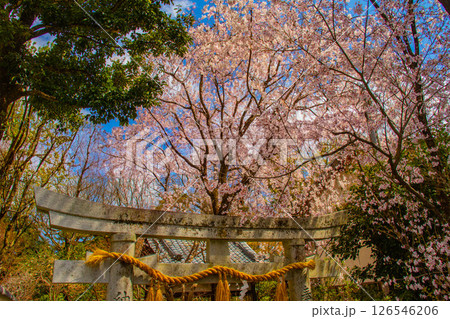 【京都風景】京都御苑　心が和む気品のある桜 126546206