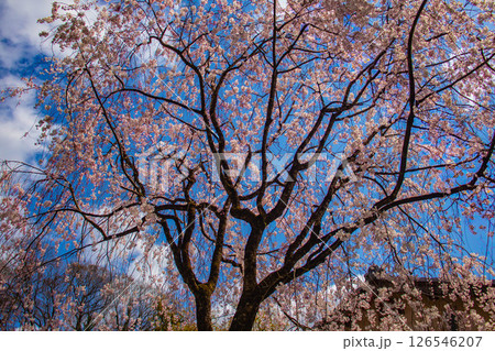 【京都風景】京都御苑 心が和む気品のある桜 【京都風景】京都御苑 心が和む気品のある桜 126546207
