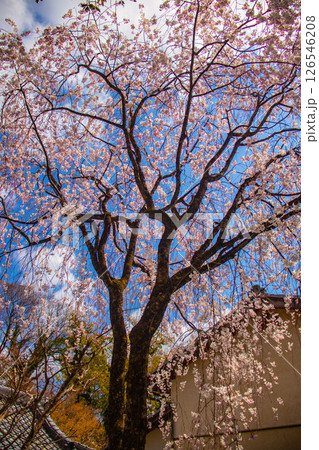 【京都風景】京都御苑 心が和む気品のある桜 【京都風景】京都御苑 心が和む気品のある桜 126546208