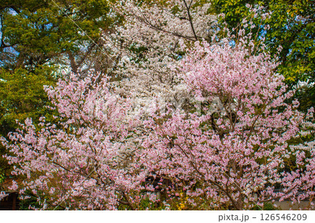【京都風景】京都御苑 心が和む気品のある桜 【京都風景】京都御苑 心が和む気品のある桜 126546209