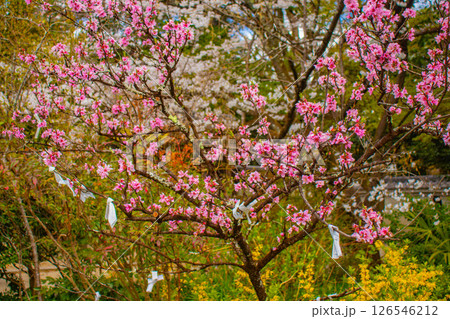 【京都風景】京都御苑　心が和む気品のある桜 126546212
