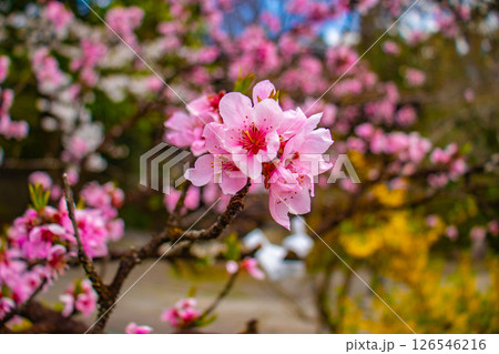 【京都風景】京都御苑　心が和む気品のある桜 126546216