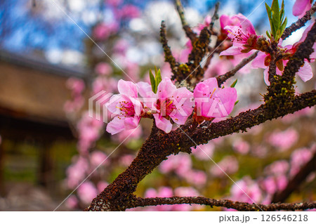 【京都風景】京都御苑　心が和む気品のある桜 126546218
