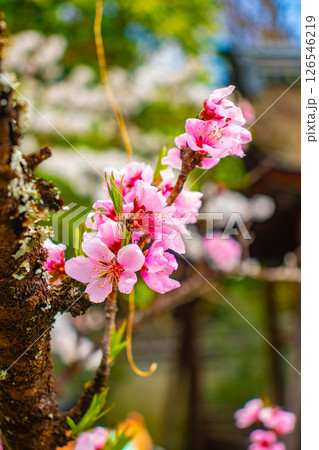 【京都風景】京都御苑 心が和む気品のある桜 【京都風景】京都御苑 心が和む気品のある桜 126546219