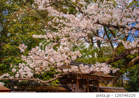 【京都風景】京都御苑　心が和む気品のある桜 126546220