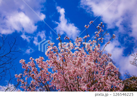 【京都風景】京都御苑 心が和む気品のある桜 【京都風景】京都御苑 心が和む気品のある桜 126546225