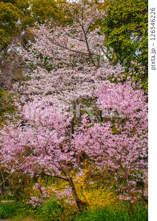 【京都風景】京都御苑　心が和む気品のある桜 126546226