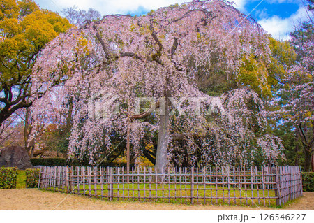 【京都風景】京都御苑　心が和む気品のある桜 126546227