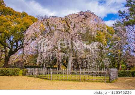【京都風景】京都御苑　心が和む気品のある桜 126546229