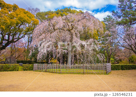 【京都風景】京都御苑　心が和む気品のある桜 126546231