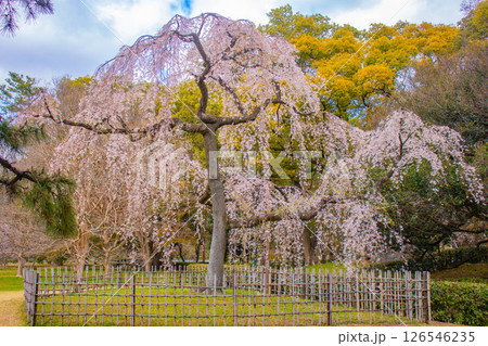 【京都風景】京都御苑 心が和む気品のある桜 【京都風景】京都御苑 心が和む気品のある桜 126546235