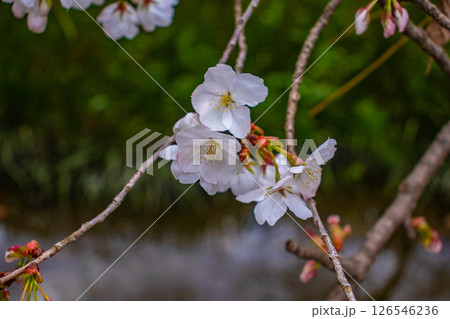 【京都風景】京都御苑 心が和む気品のある桜 【京都風景】京都御苑 心が和む気品のある桜 126546236