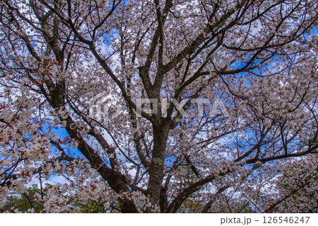 【京都風景】京都御苑　心が和む気品のある桜 126546247