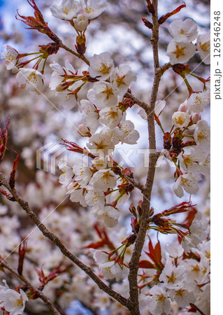 【京都風景】京都御苑　心が和む気品のある桜 126546248