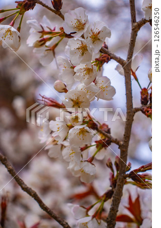 【京都風景】京都御苑　心が和む気品のある桜 126546250