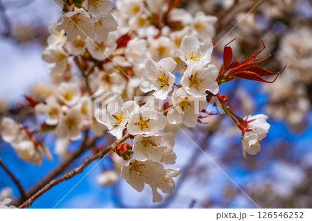 【京都風景】京都御苑　心が和む気品のある桜 126546252
