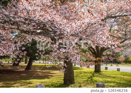 【京都風景】京都御苑 心が和む気品のある桜 【京都風景】京都御苑 心が和む気品のある桜 126546256