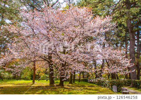 【京都風景】京都御苑　心が和む気品のある桜 126546258