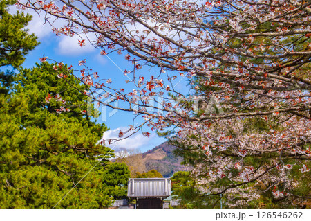 【京都風景】京都御苑　心が和む気品のある桜 126546262