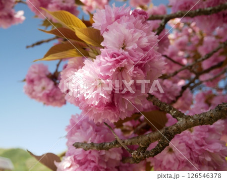 青空を背景にした桜 126546378