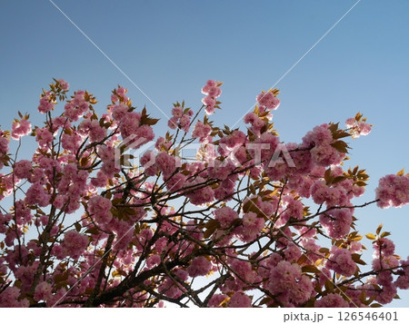 満開の桜 126546401