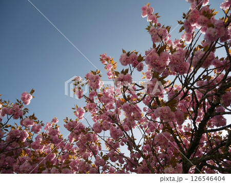 満開の桜 126546404