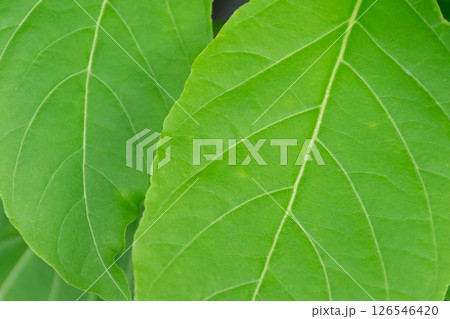 Greenery background of nature plant and leaf Greenery background of nature plant and leaf 126546420