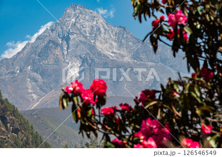 Mt.Khumbila (5,761 m) with Rhododendron flowers. This mountain translated as "God of Khumbu" in the Khumbu region of Eastern Nepal. The mountain is considered home to the patron God of the local area. Mt.Khumbila (5,761 m) with Rhododendron flowers. This mountain translated as "God of Khumbu" in the Khumbu region of Eastern Nepal. The mountain is considered home to the patron God of the local area. 126546549