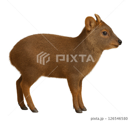 プードゥの横向き全身像 126546580