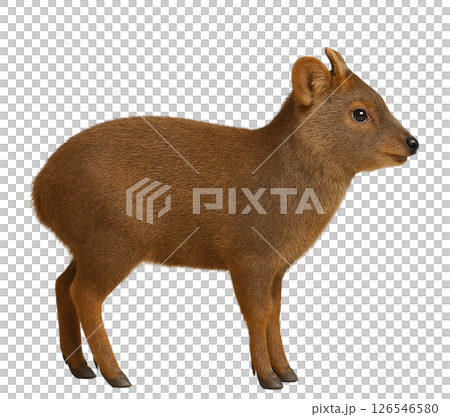 プードゥの横向き全身像 126546580