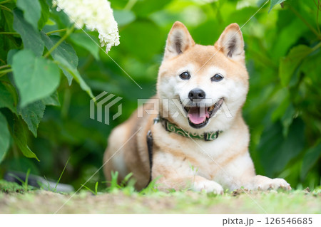 紫陽花公園で遊ぶ柴犬 可愛い柴犬 柴犬茜 紫陽花公園で遊ぶ柴犬 可愛い柴犬 柴犬茜 126546685