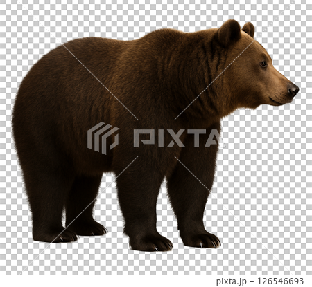 棕熊簡介 126546693
