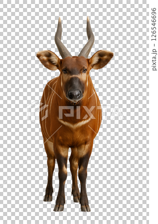 邦戈正面圖 126546696