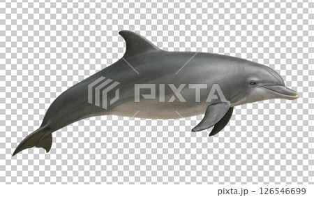 寬吻海豚側視圖 126546699