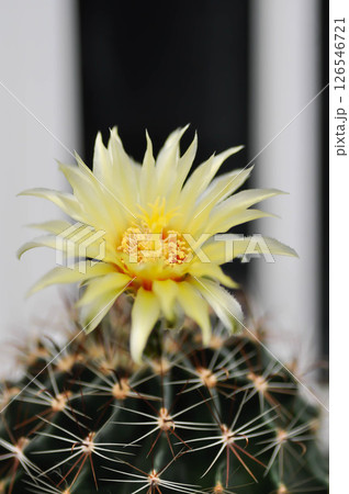 Thelocactus setispinus or Ferocactus hamatacanthus , Miniature Barrel Cactus flower or yellow flower or cactus flower Thelocactus setispinus or Ferocactus hamatacanthus , Miniature Barrel Cactus flower or yellow flower or cactus flower 126546721