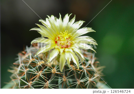 Thelocactus setispinus or Ferocactus hamatacanthus , Miniature Barrel Cactus flower or yellow flower or cactus flower Thelocactus setispinus or Ferocactus hamatacanthus , Miniature Barrel Cactus flower or yellow flower or cactus flower 126546724