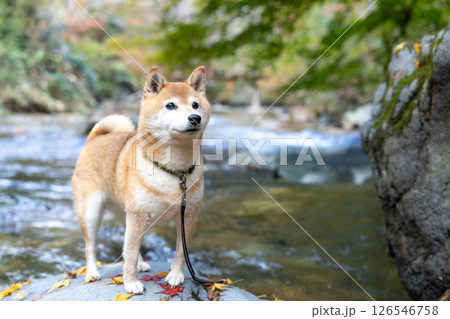 渓流で秋を楽しむ柴犬 可愛い柴犬 柴犬茜 渓流で秋を楽しむ柴犬 可愛い柴犬 柴犬茜 126546758