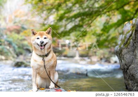 渓流で秋を楽しむ柴犬　可愛い柴犬　柴犬茜 126546763