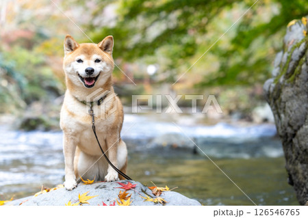 渓流で秋を楽しむ柴犬 可愛い柴犬 柴犬茜 渓流で秋を楽しむ柴犬 可愛い柴犬 柴犬茜 126546765